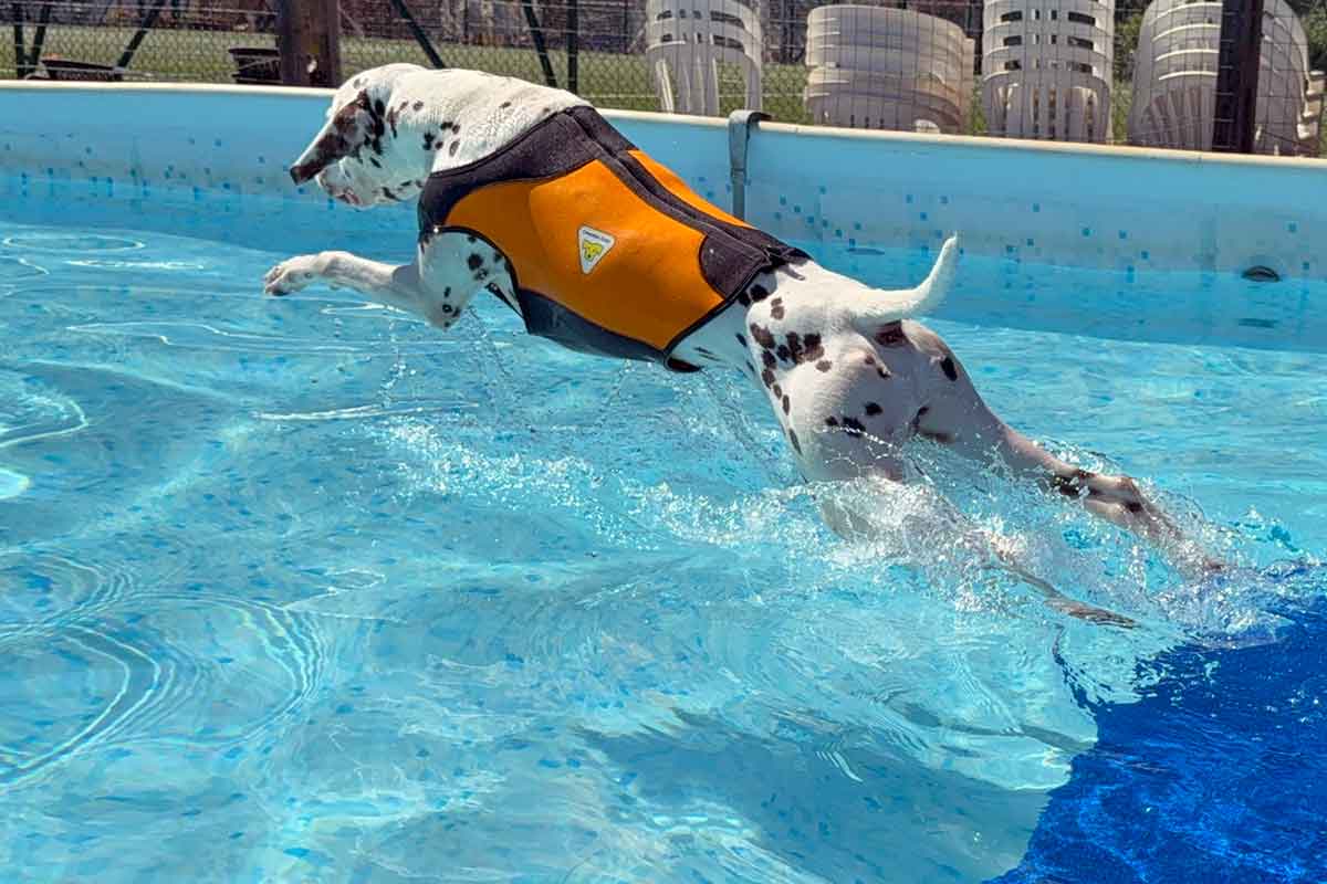 Cani in Acqua, Albenga